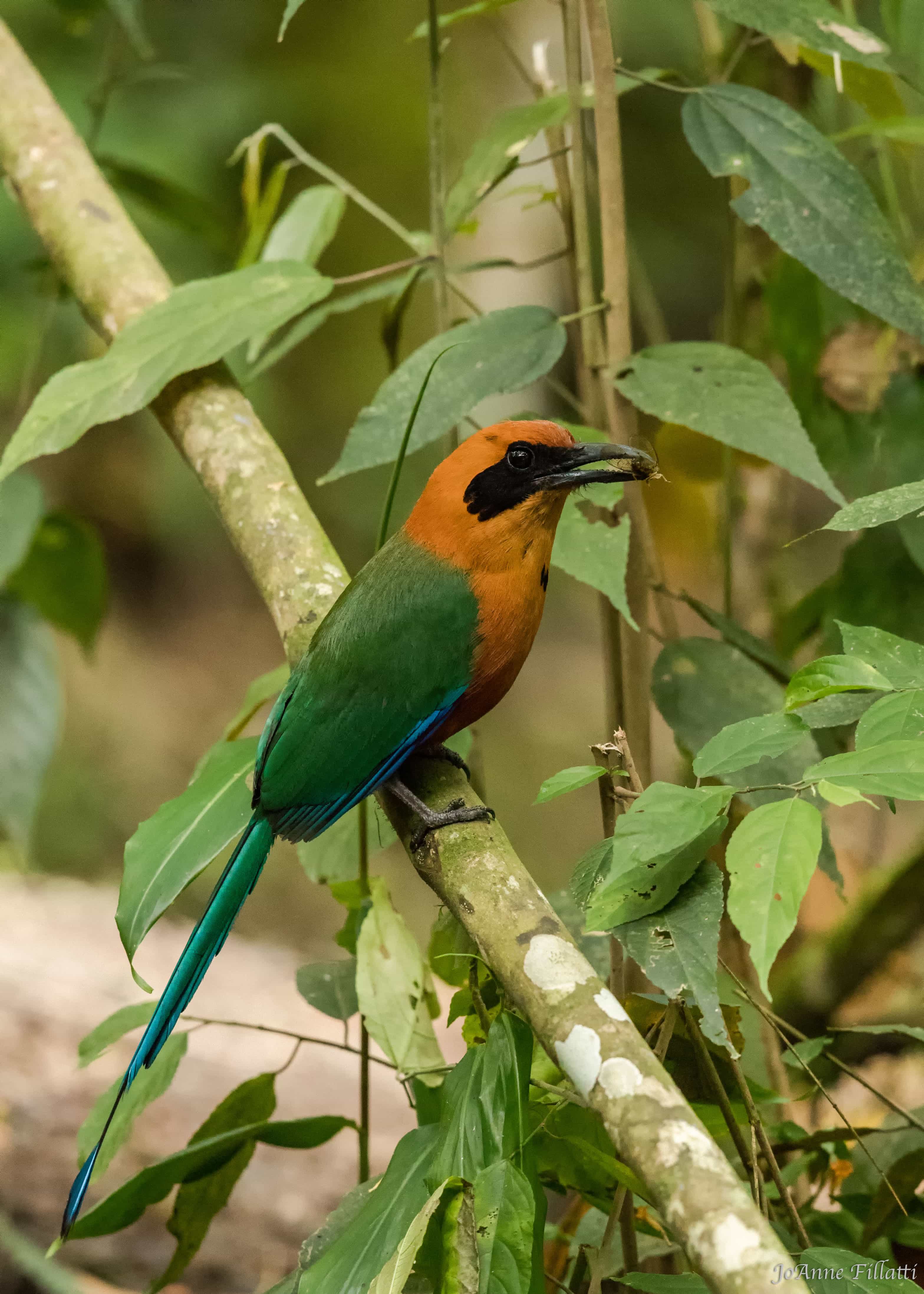 bird of ecuador image 40